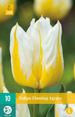 Tulipa flaming agrass 10 stuks