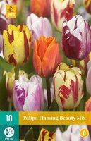 Tulipa flaming beauty mix 10st - afbeelding 1