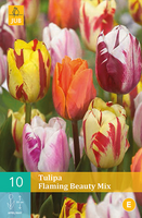 Tulipa flaming beauty mix 10st - afbeelding 3