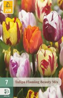 Tulipa Flaming Beauty Mix, 7 stuks