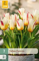 Tulipa Floresta, 7 stuks