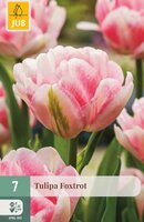 Tulipa Foxtrot, 7 stuks