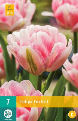 Tulipa foxtrot 7 stuks