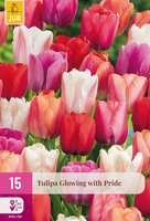 Tulipa Glowing with Pride, 15 stuks