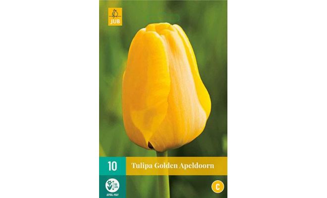Tulipa golden apeldoorn 10st - afbeelding 1