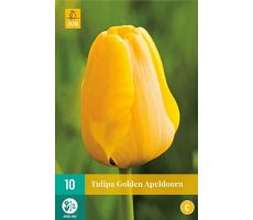 Tulipa golden apeldoorn 10st - afbeelding 1