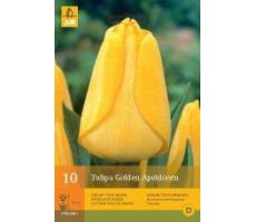 Tulipa golden apeldoorn 10st - afbeelding 3