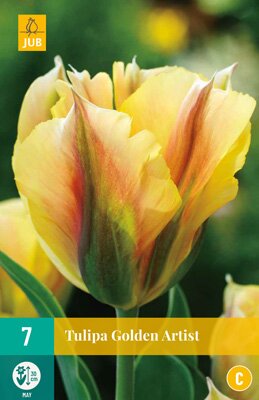 Tulipa golden artist 7 stuks