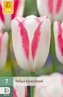 Tulipa Graceland, 7 stuks