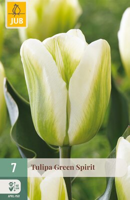 Tulipa Green Spirit, 7 stuks