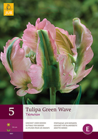 Tulipa green wave 5st - afbeelding 2