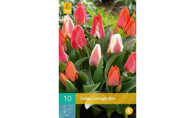 Tulipa greigii mix 10st - afbeelding 1