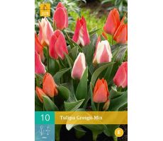Tulipa greigii mix 10st - afbeelding 1