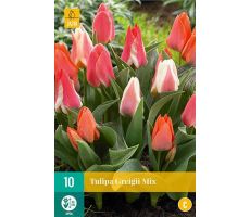 Tulipa greigii mix 10st - afbeelding 2