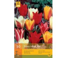 Tulipa greigii mix 10st - afbeelding 3