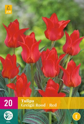 Tulipa greigii rood 25 stuks