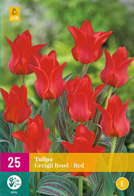 Tulipa greigii rood 25st - afbeelding 1