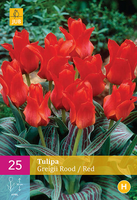 Tulipa greigii rood 25st - afbeelding 3