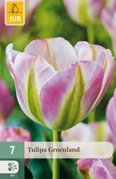 Tulipa Groenland, 7 stuks