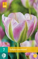 Tulipa groenland 7 stuks