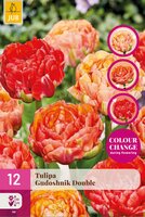 Tulipa Gudushnik Double, 12 stuks