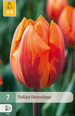 Tulipa Hermitage, 7 stuks