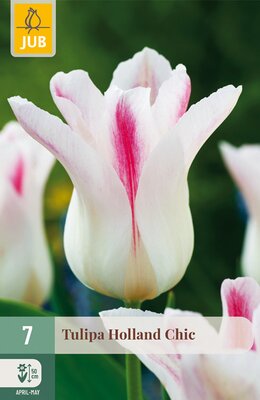 Tulipa Holland Chic, 7 stuks