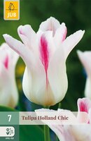 Tulipa Holland Chic, 7 stuks
