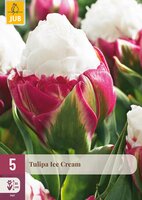 Tulipa Ice Cream, 5 stuks
