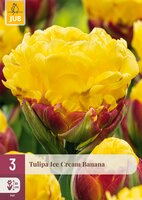 Tulipa Ice Cream Banana, 3 stuks