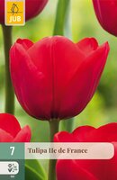 Tulipa Ile de France, 7 stuks