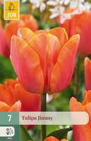 Tulipa Jimmy, 7 stuks
