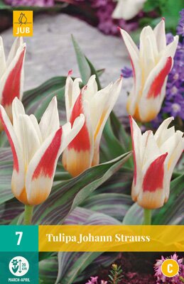 Tulipa johann strauss 7 stuks