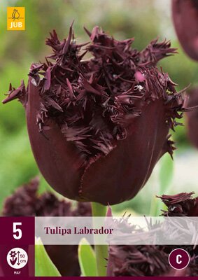 Tulipa labrador 5 stuks