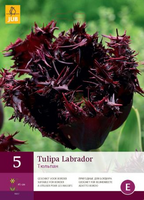 Tulipa labrador 5st - afbeelding 3