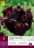 Tulipa labrador 5st - afbeelding 2
