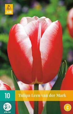 Tulipa leen van der mark 10st - afbeelding 1