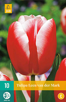Tulipa leen van der mark 10st - afbeelding 2