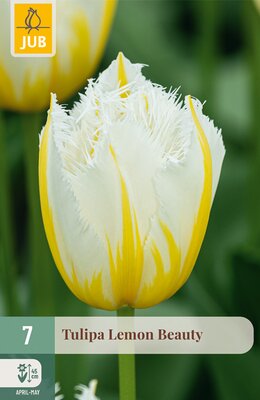 Tulipa Lemon Beauty, 7 stuks