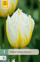 Tulipa Lemon Beauty, 7 stuks