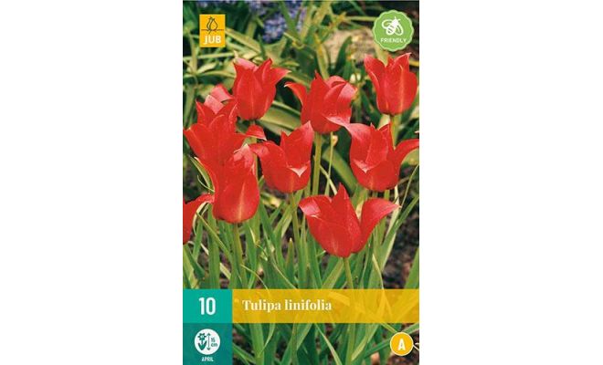 Tulipa linifolia 10st - afbeelding 1