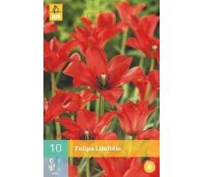 Tulipa linifolia 10st - afbeelding 3