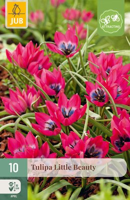 Tulipa Little Beauty, 10 stuks