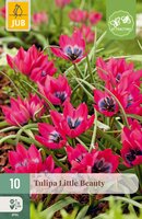 Tulipa Little Beauty, 10 stuks