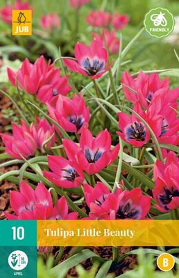 Tulipa little beauty 10st - afbeelding 1
