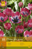 Tulipa little beauty 10st - afbeelding 4