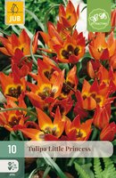 Tulipa Little Princess, 10 stuks