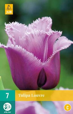 Tulipa louvre 7st - afbeelding 1