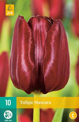 Tulipa mascara 10 stuks