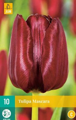 Tulipa mascara 10st